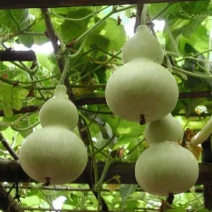 DameCalabazas, calabazas, artesania, hecho a mano, arte, único, original, música, instrumentos, percusión, agbe, agbê, xequere, xequerê, shekere, chequere, maracatu, afoxé, axatsé, coco, samba, naçao, bloko, camdomblé, baque virado, batucada, lampara, lámpara, decoración, deco, artesanal, calabash, led, usb, color, sukabağı, susak, kabak, hucha, mate, casa de pájaros, casita, maraca, infantil, regalo, rustico, restauración, gourds, gourd, pumpkins, arthandler, handmade, artworks, art, handcrafts, crafts, unique, only one, original, music, instruments, percussion, agbe, agbê, xequere, xequerê, shekere, chequere, maracatu, afoxé, axatsé, coco, samba, naçao, bloko, camdomblé, gourdlamp, lamp, decoration, led, usb, color, piggybank, moneybox, mate, home, house, children, child, gift, present, rustik, restauration,